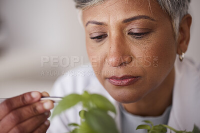 Buy stock photo Face, senior scientist and woman, leaves and ecology with sample for medical research and scientific study. Focus, environmental science and botany, plant and agriculture with female doctor in lab