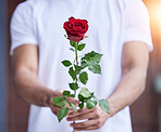 Love, gift and hands of man with rose for date, romance and hope for valentines day confession. Romantic flower, giving and person holding floral promise, standing outside for proposal or engagement.