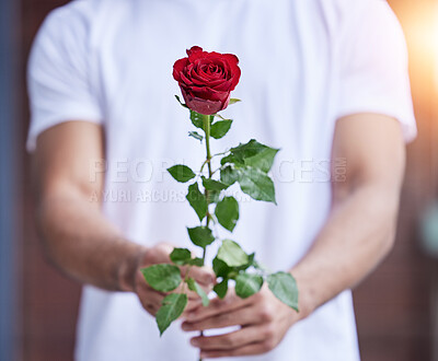 Buy stock photo Love, gift and hands of man with rose for date, romance and hope for valentines day confession. Romantic flower, giving and person holding floral promise, standing outside for proposal or engagement.