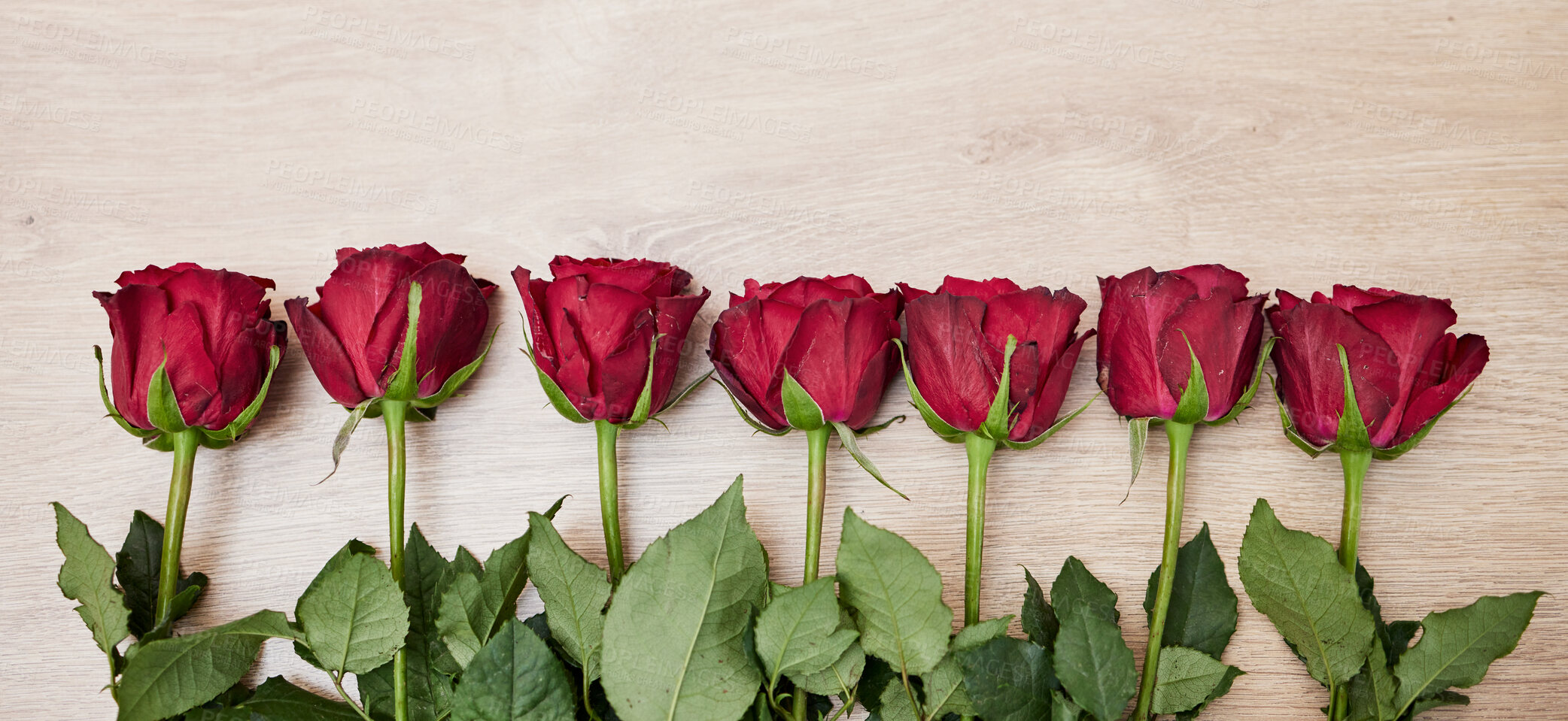 Buy stock photo Background, row of flowers and roses in red color for valentines day, anniversary event and celebration of love. Closeup, banner and floral plants on table in line with mockup, space and decoration