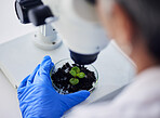 Science, hands and leaves on petri dish of microscope for test, sustainable research or studying growth in laboratory. Closeup, person and scientist with sample plants, lens and ecology investigation
