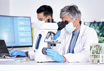 Buy stock photo Microscope, science and ecology with senior woman in laboratory, environmental study and medical research. Female scientist, scientific equipment and analysis of sample with biology and biotechnology