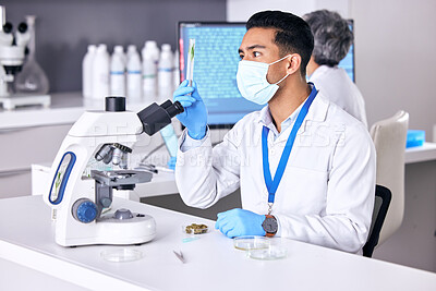 Buy stock photo Plants, test tube and scientist man in research, growth analysis or cannabis medicine, bacteria and face mask. Focus, science or medical people, cbd and natural pharmaceutical for covid in laboratory