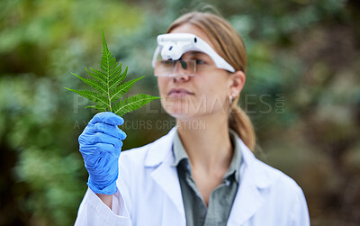 Buy stock photo Science in forest, analysis and woman with leaf, studying growth of trees and sustainable plants in nature. Ecology, green leaves and research in biology, scientist with glasses and test inspection.