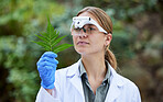 Science in forest, research and woman with leaves, studying growth of trees and sustainable plants in nature. Ecology, green leaf and analysis in biology, scientist with glasses and test inspection.