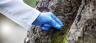 Buy stock photo Scientist hand, moss and tree in nature, studying growth in forest for sustainable plant analysis. Ecology, science and research in agriculture, biotechnology and development test with green sample.
