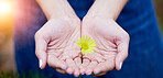 Closeup, hands and woman with a flower, sustainability and eco friendly with hope, give or charity. Zoom, female person or girl with nature, bloom or plant with growth, natural ecology or agriculture