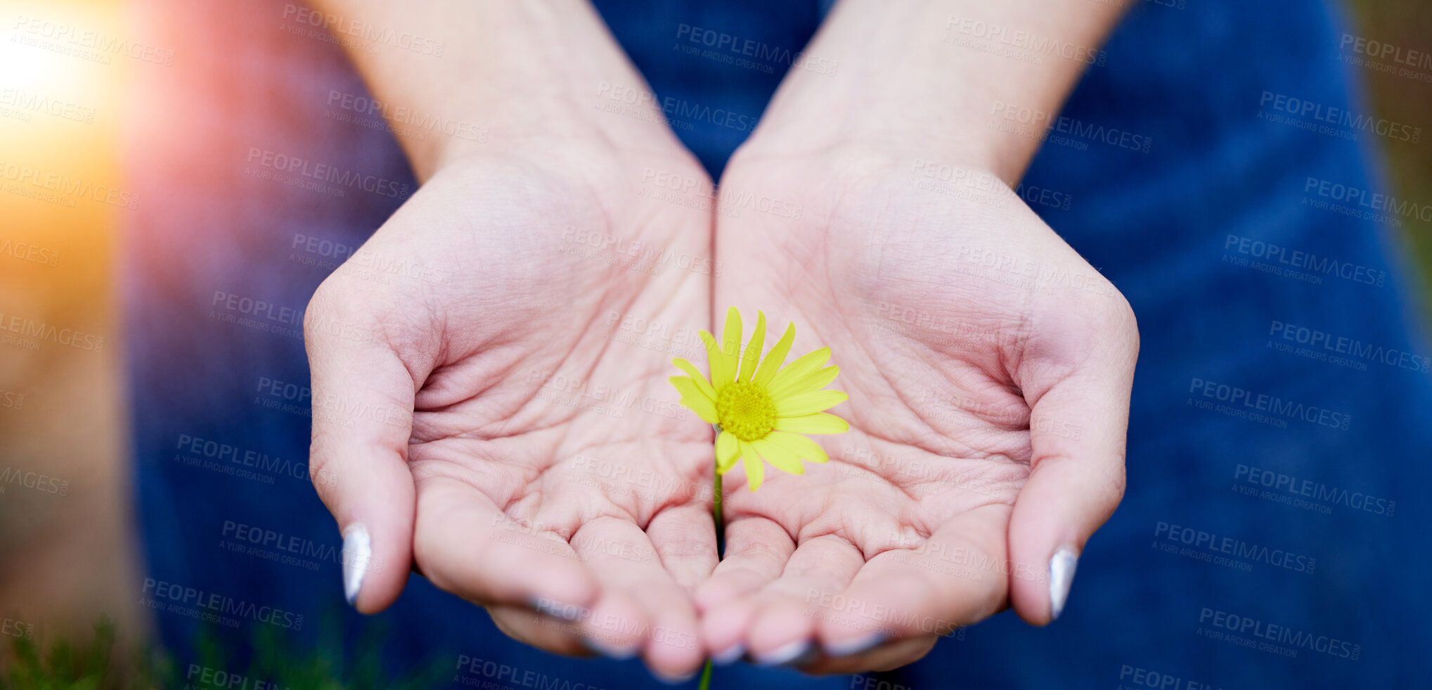 Buy stock photo Closeup, hands and woman with a flower, sustainability and eco friendly with hope, give or charity. Zoom, female person or girl with nature, bloom or plant with growth, natural ecology or agriculture