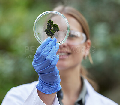 Buy stock photo Science, petri dish and woman with moss in forest, plants in nature and study of bacteria growth for sustainable analysis. Ecology, green research and scientist in woods for biotechnology development