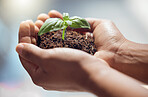 Hands, person and holding plants for earth day, future sustainability or climate change. Closeup of leaf growth in soil for hope, environment or support of nature, sustainable planet or ngo volunteer