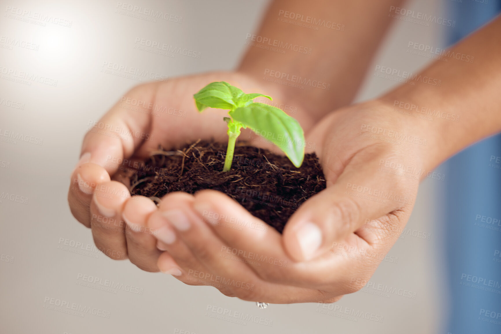 Buy stock photo Hands, person and plants for growth development, future sustainability or climate change. Closeup of leaf in soil for hope, global nonprofit and support of nature, sustainable planet or ngo volunteer