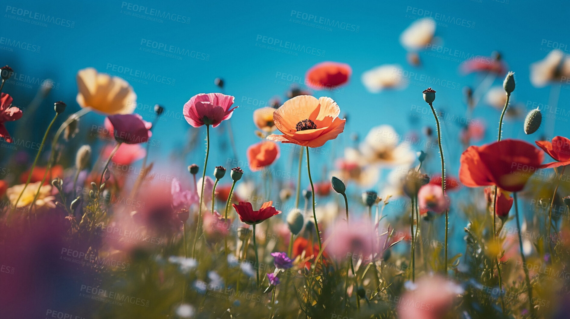 Buy stock photo Summer, spring and field of flowers in nature for environment, sustainability and growth. Floral, grass and meadows with closeup of plants in countryside for ai generated, paradise and scenery