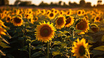 Sunflower, spring and field of flowers in nature for environment, sustainability and growth. Floral, closeup and meadows with summer plants in countryside for ai generated, paradise and scenery