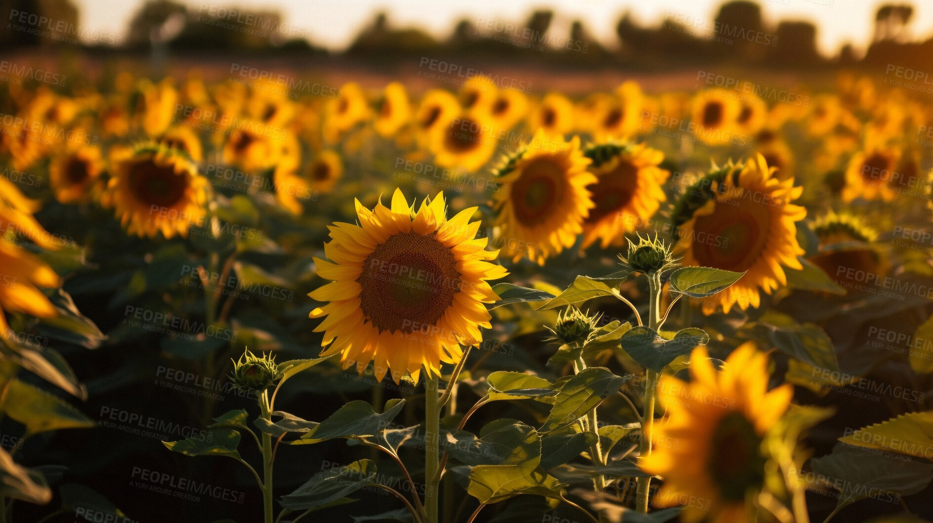 Buy stock photo Sunflower, spring and field of flowers in nature for environment, sustainability and growth. Floral, closeup and meadows with summer plants in countryside for ai generated, paradise and scenery