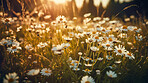 Meadow, closeup and field of flowers in nature for environment, sustainability and growth. Floral, spring and blossom with summer plants in countryside for ai generated, paradise and scenery