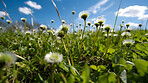 Floral, closeup and field of flowers in nature for environment, sustainability and growth. Blossom, spring and meadow with summer plants in countryside for ai generated, paradise and scenery