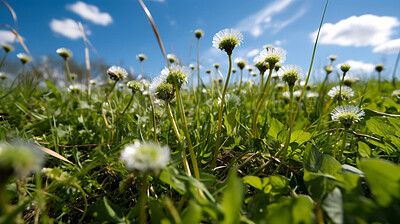 Buy stock photo Floral, closeup and field of flowers in nature for environment, sustainability and growth. Blossom, spring and meadow with summer plants in countryside for ai generated, paradise and scenery