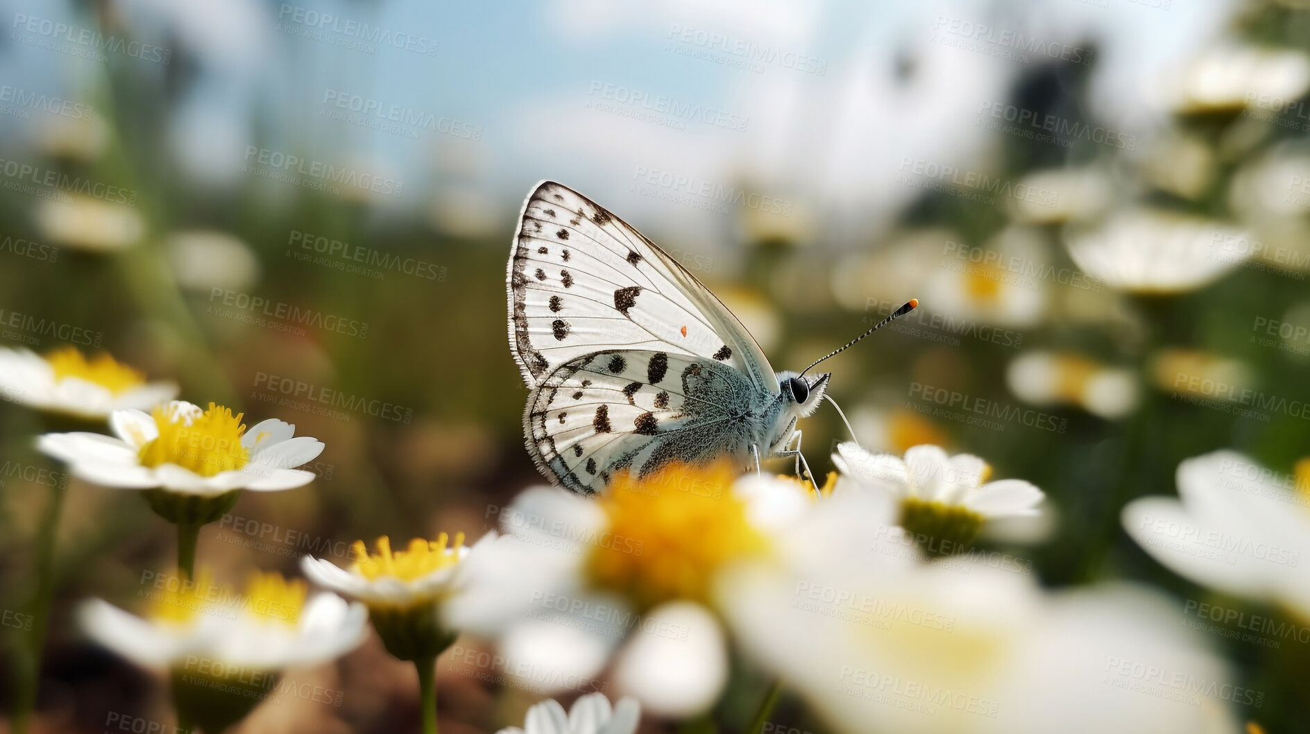 Buy stock photo Butterfly, spring and field of flowers in nature for environment, sustainability and blossom. Floral, summer and meadows with closeup of insect in countryside for ai generated, paradise and scenery