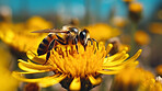 Bee, spring and field of flowers in nature for environment, sustainability and honey. Floral, summer and meadows with closeup of insect in countryside for ai generated, paradise and scenery