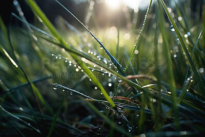 Nature, floor and dew drop with grass in forest ground for morning rain, green environment and sustainability. Ai generated, condensation and closeup of water on plant for ecology, growth and summer
