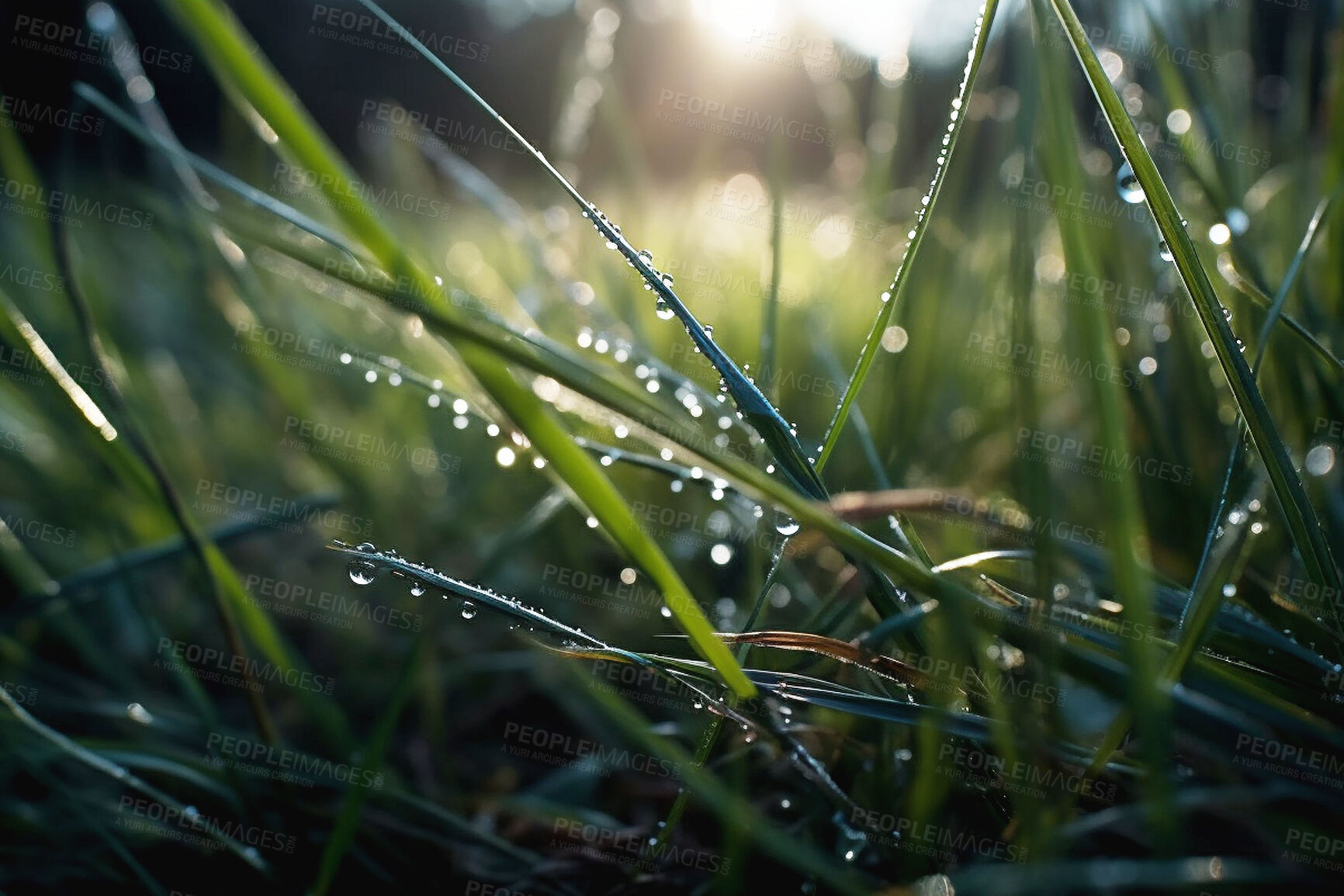Buy stock photo Nature, floor and dew drop with grass in forest ground for morning rain, green environment and sustainability. Ai generated, condensation and closeup of water on plant for ecology, growth and summer