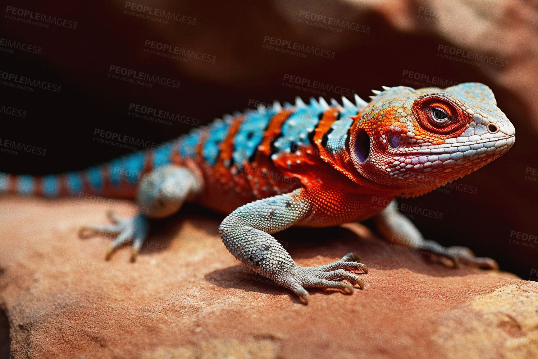Buy stock photo Nature, lizard and animal with agama on rock for biology, exotic and environment. Ai generated, fauna and park with closeup of reptile on desert stone for wildlife, zoo and natural habitat