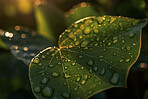 Nature, dew drop and morning with leaf in forest for rain, green environment and sustainability. Ai generated, condensation and closeup of water on garden plant for ecology, growth and summer