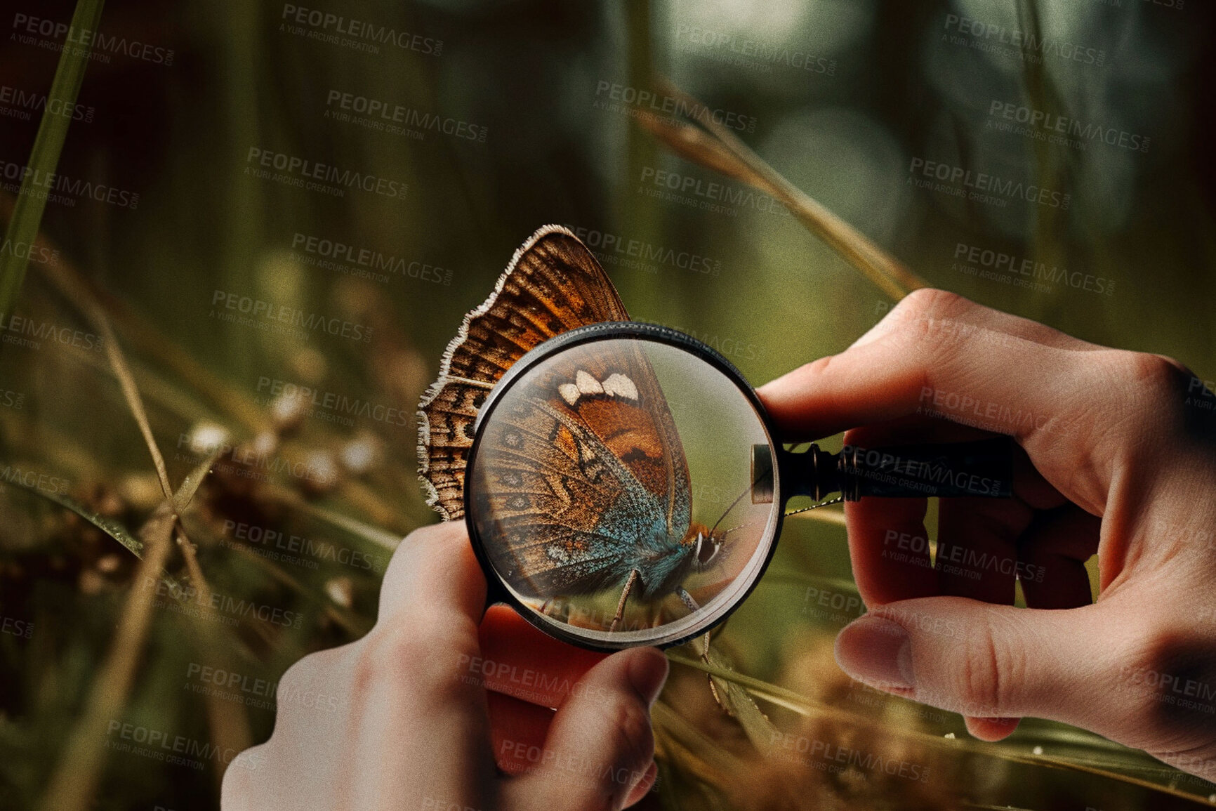 Buy stock photo Hands, magnifying glass and purple copper butterfly on green leaf plant for science research, study and entomology in garden. Ai generated person, bugs or flying insects with magnifier for inspection