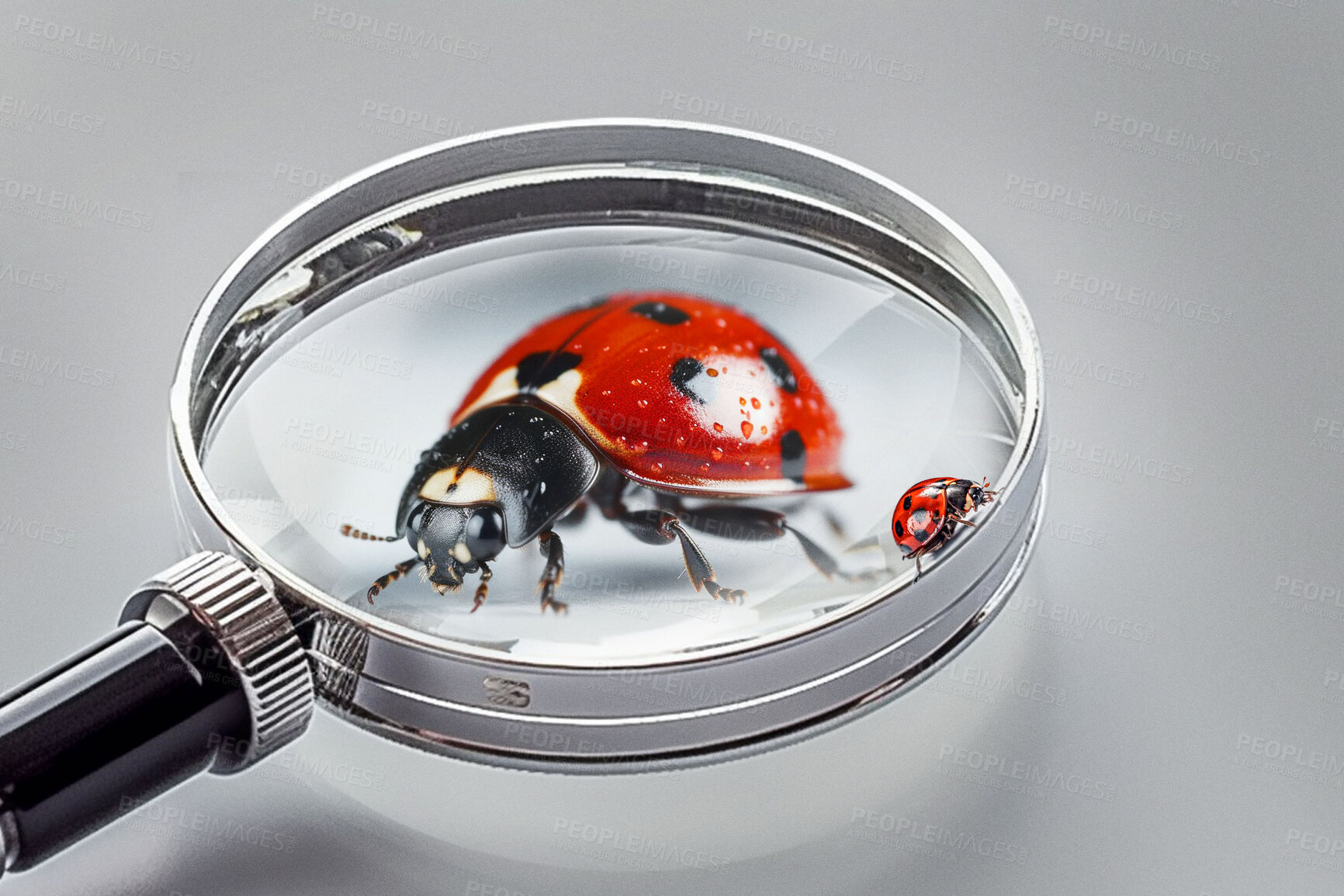 Buy stock photo Closeup, magnifying glass and red ladybug on white studio background for science research, study and entomology mockup space. Ai generated, bugs and flying insects with magnifier for inspection