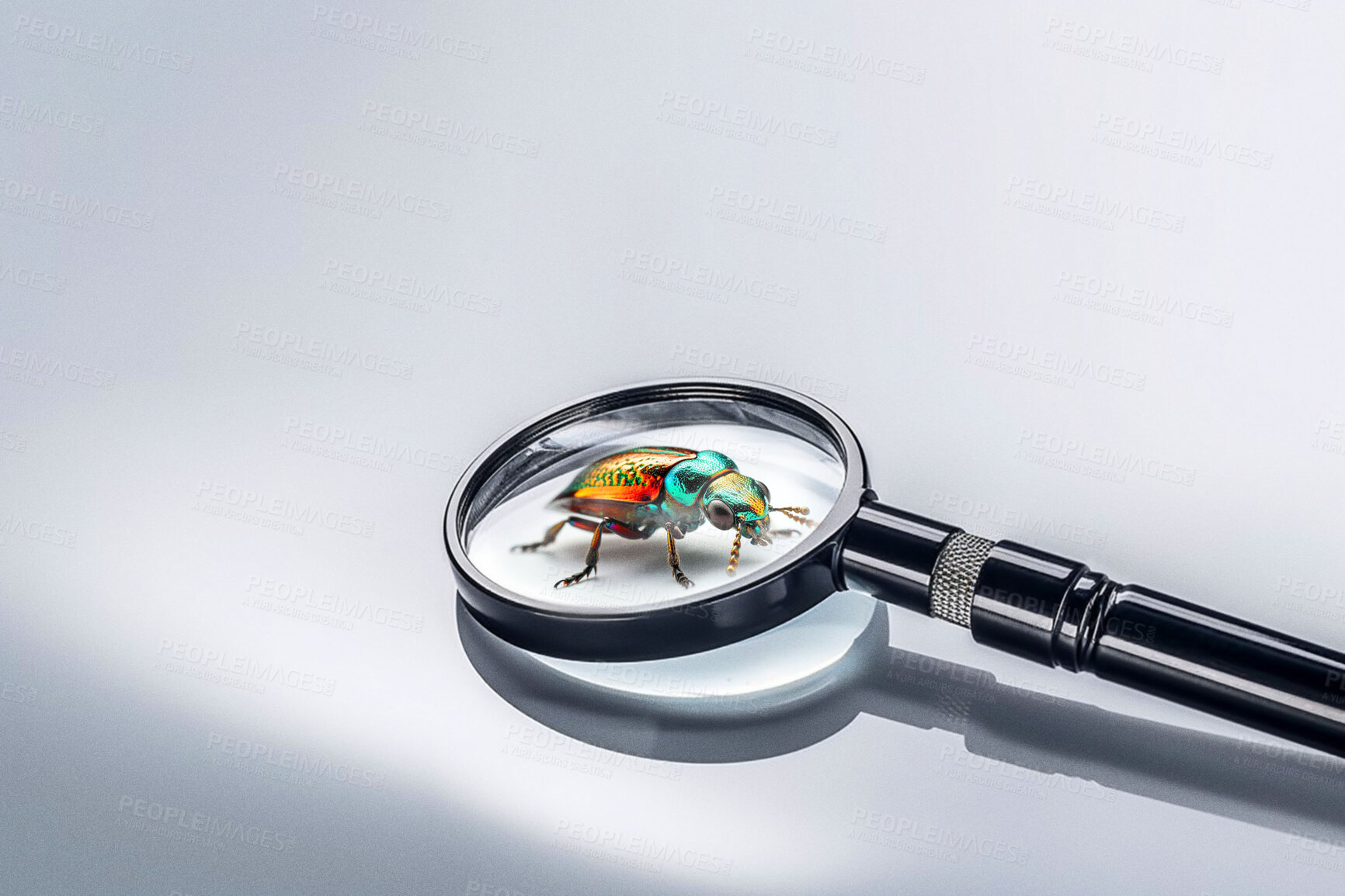 Buy stock photo Closeup, magnifying glass and dogbane beetle on white studio background for science research, study and entomology mockup space. Ai generated, bugs or flying insects with magnifier for inspection