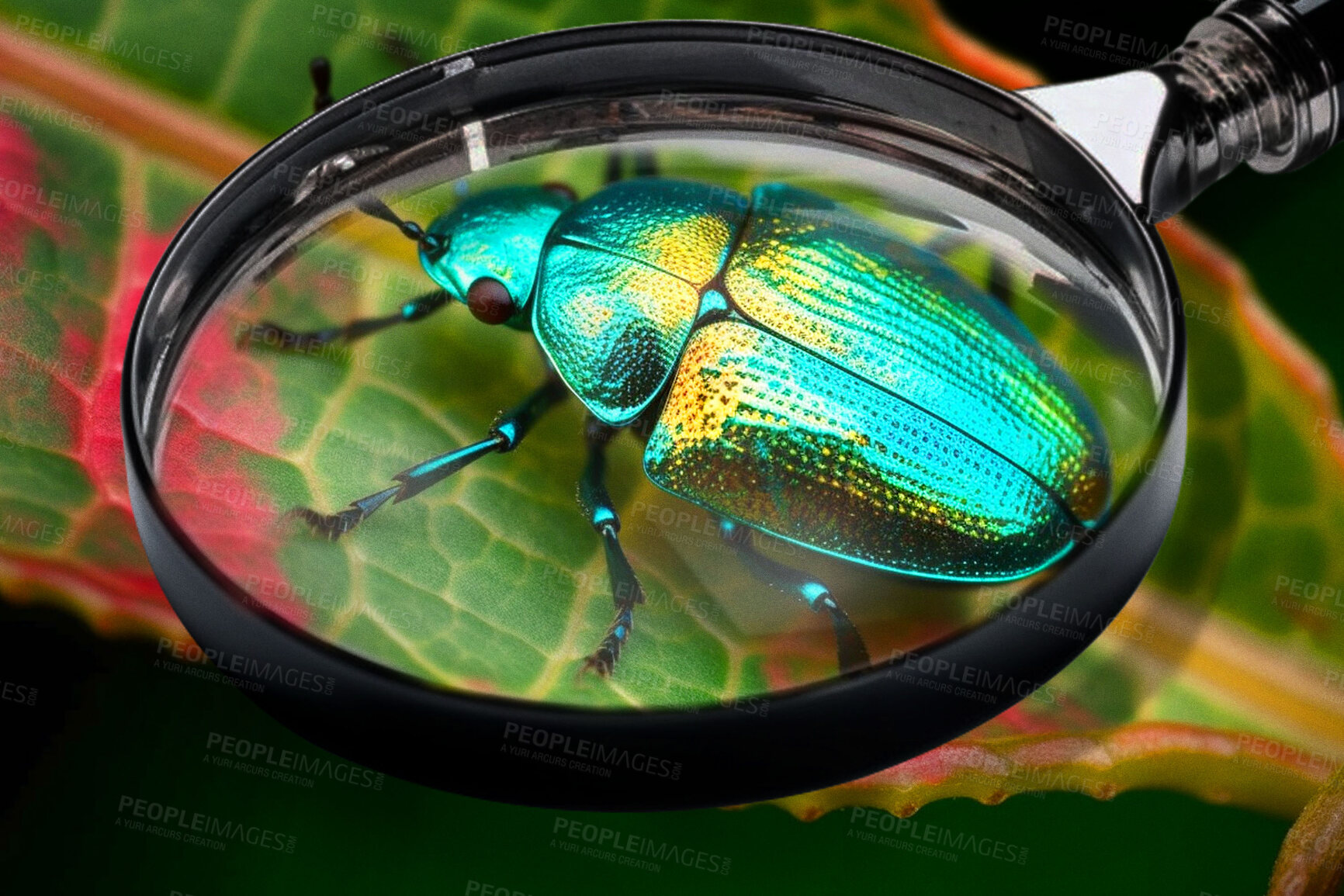 Buy stock photo Closeup, magnifying glass and jewel beetle on green leaf plant for science research, study and entomology in nature garden. Ai generated, bugs or flying insects with magnifier for backyard inspection