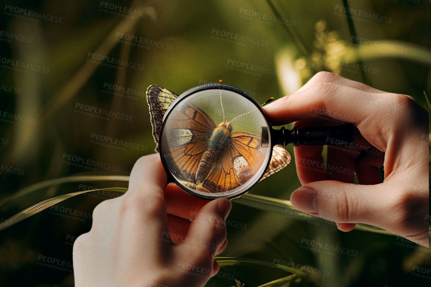 Buy stock photo Hands, magnifying glass and monarch butterfly on green leaf plant for science research, study or entomology in garden. Ai generated person, bugs or flying insects with magnifier for nature inspection