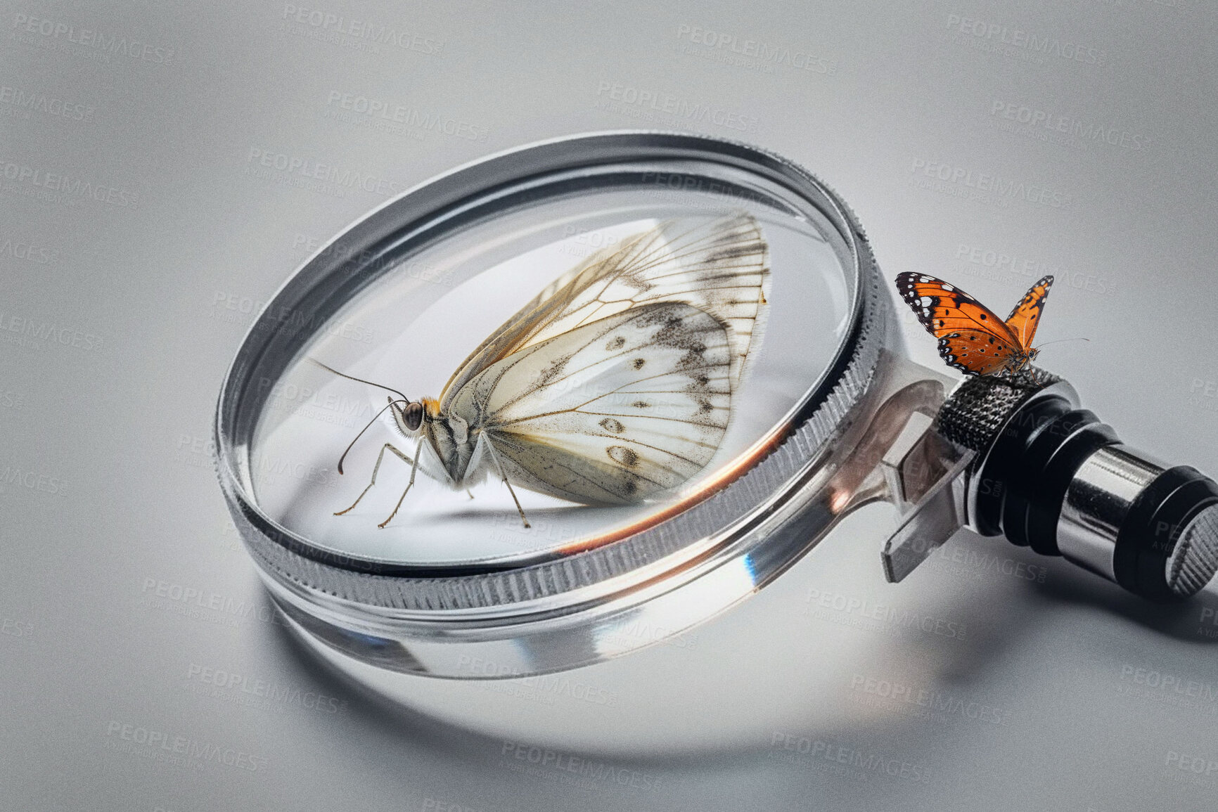 Buy stock photo Closeup, magnifying glass and white butterfly with monarch on white studio background for science research, study and entomology. Ai generated, bugs and flying insects with magnifier for inspection