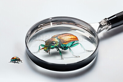 Buy stock photo Closeup, magnifying glass and dogbane beetle on white studio background for science research, study and entomology mockup space. Ai generated, bugs or flying insects with magnifier for inspection
