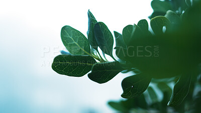 Leaves, tree and closeup in nature, outdoor or growth by misty blurred background in morning. Plants, green and landscape for sustainability, freedom or natural environment at forrest in South Africa