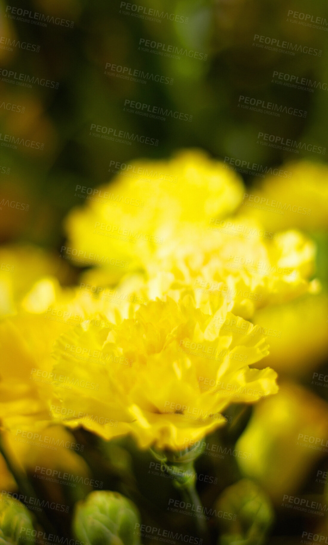 Buy stock photo Carnation zoom, flower and nature, spring and blossom, ecology and life with growth outdoor. Floral, plant yellow flowers in garden and environment with horticulture, botanical with flora and natural