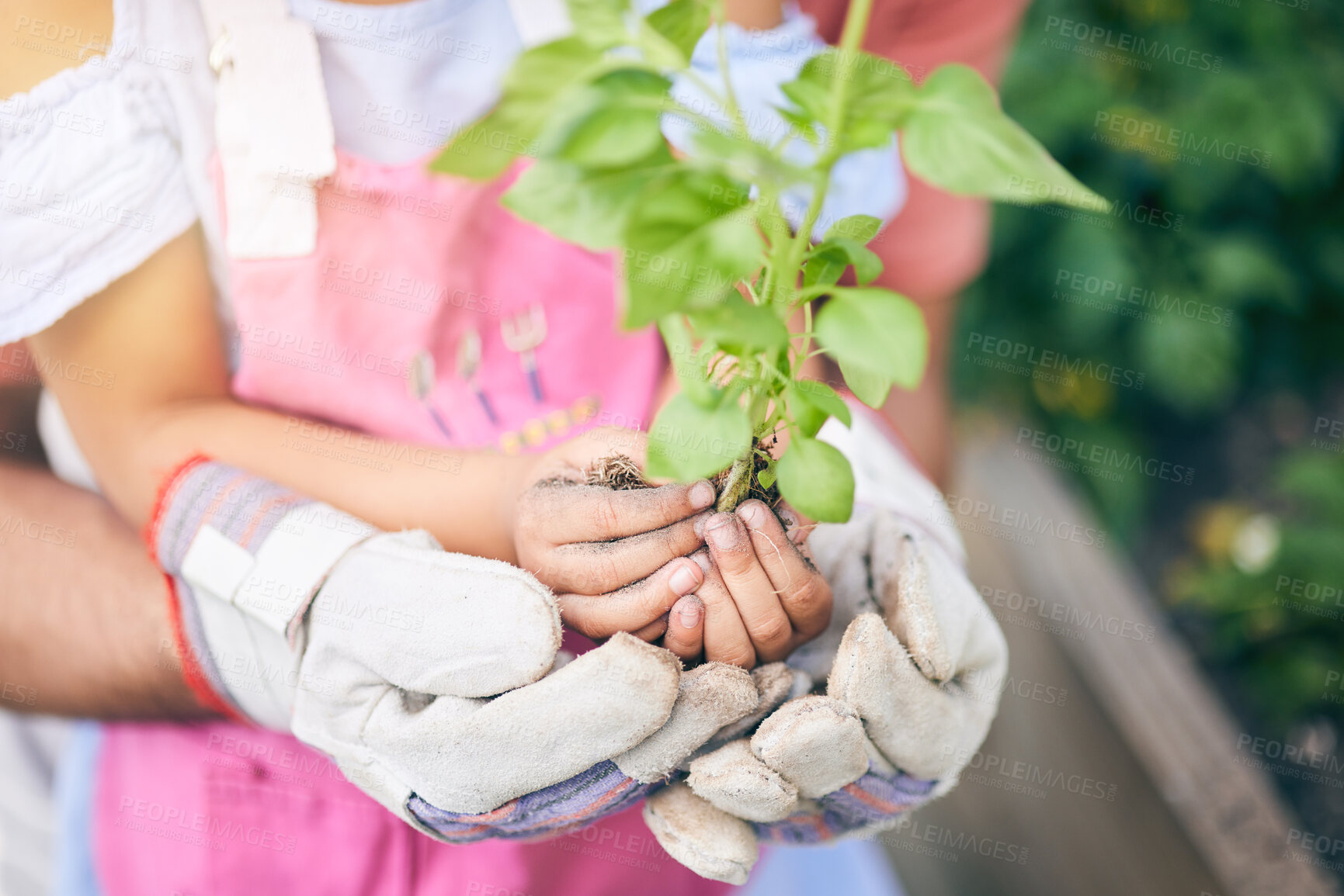 Buy stock photo Hands holding plant, gardening or father with daughter for seedling, sustainability or ecology for future. Person, kid and teaching with support, leaves or growth in backyard for healthy environment