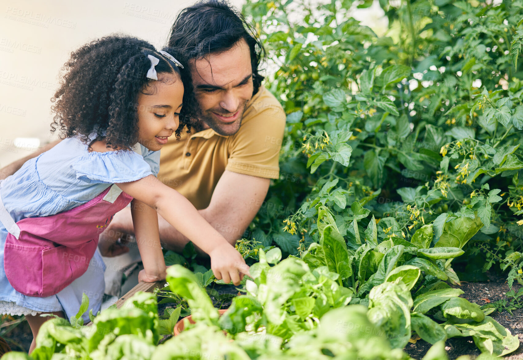 Buy stock photo Gardening, dad and child in backyard with plants, teaching and learning with growth and nature. Small farm, sustainable food and father helping daughter in vegetable garden with love, support and fun