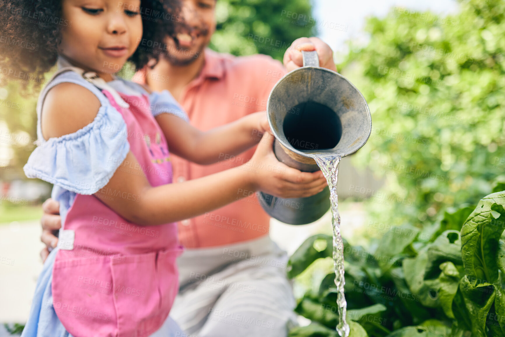 Buy stock photo Gardening, father and daughter water plants, teaching and learning with growth in nature together. Backyard, sustainability and dad helping child watering vegetable garden with love, support and fun.