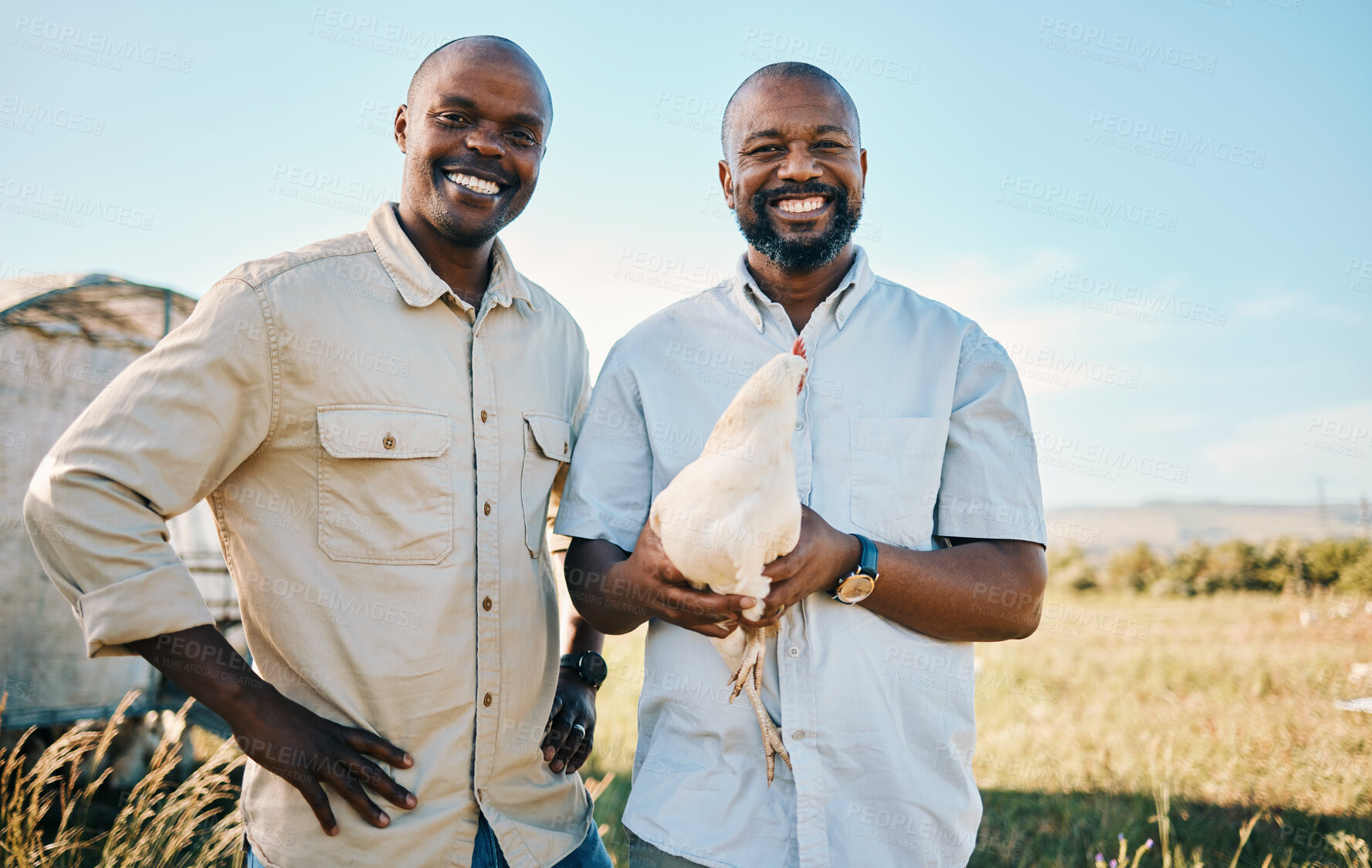 Buy stock photo Portrait, chicken and a happy farmer team in the agriculture industry for sustainability or free range farming, Smile, poultry farm and a black man with his partner on a agricultural field in summer
