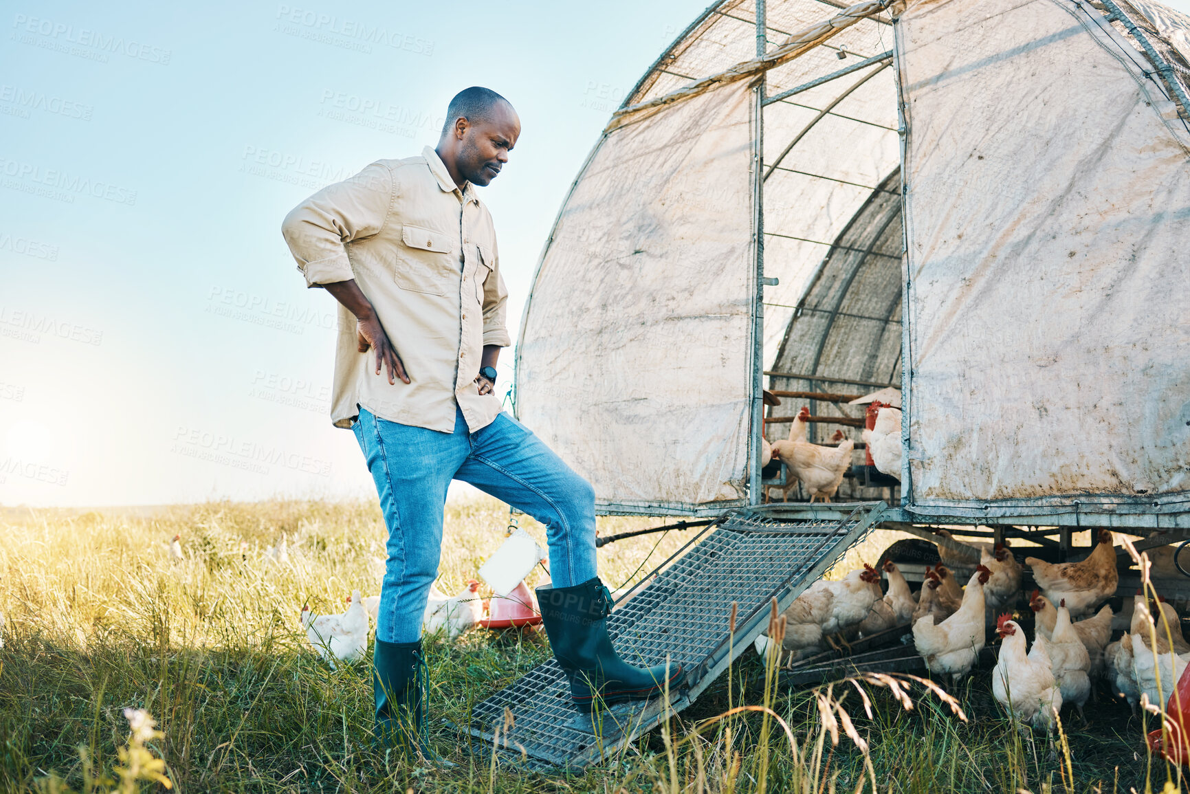 Buy stock photo Agriculture, chicken and environment with black man on farm for food, sustainability and eco friendly. Poultry, health and eggs with farmer and animals in countryside field for organic and livestock