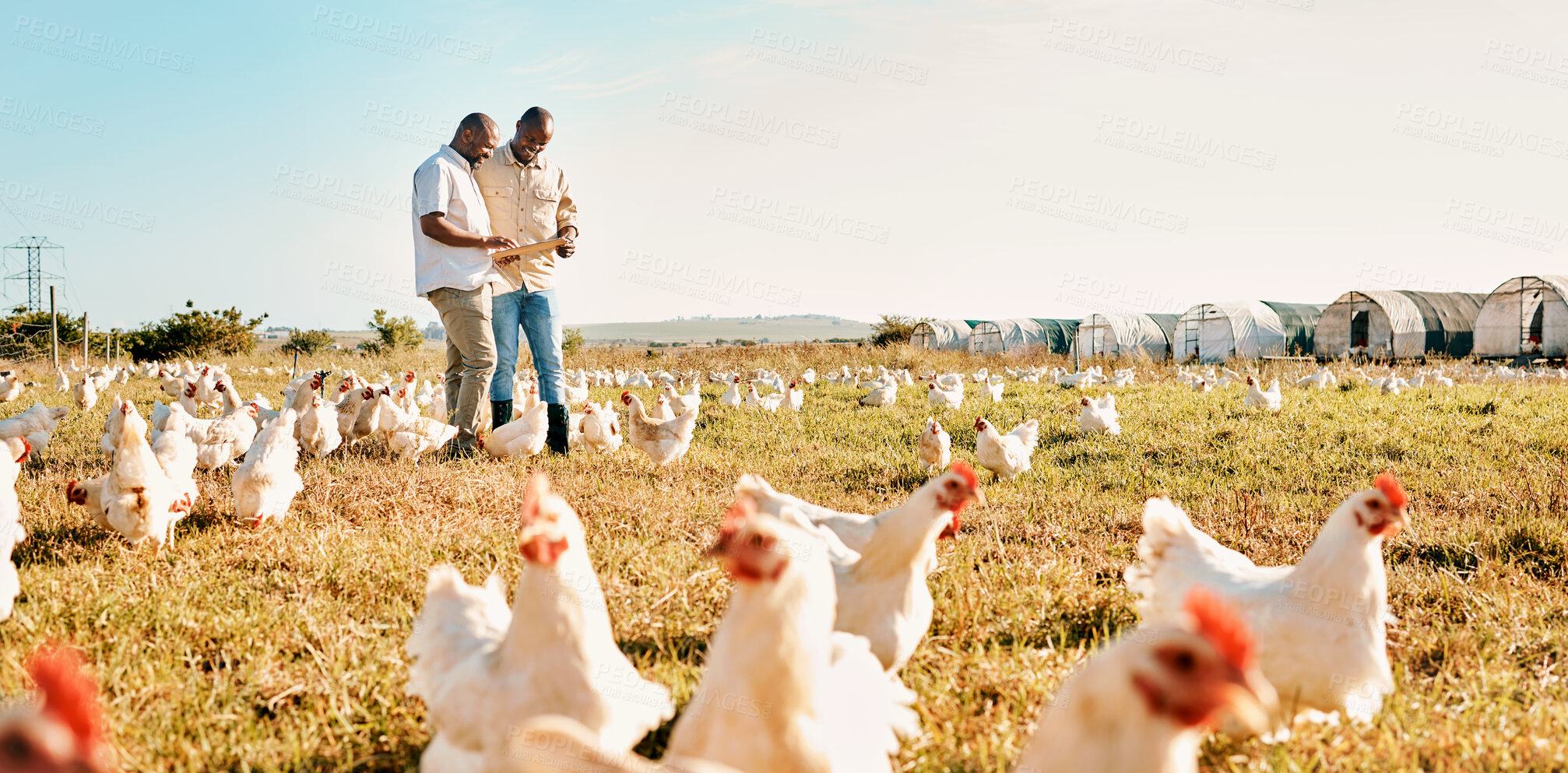 Buy stock photo Black people, clipboard and farm with chicken livestock in agriculture and outdoor resources. Happy men working together for farming, sustainability and growth in supply chain in the countryside