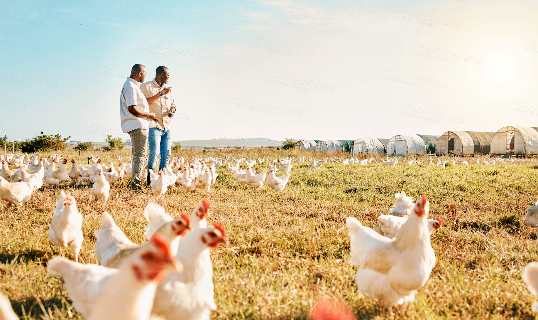 Buy stock photo Black people, clipboard and farm with chicken pointing to barn in agriculture together for live stock. Happy men working for farming, sustainability and growth in supply chain in the countryside
