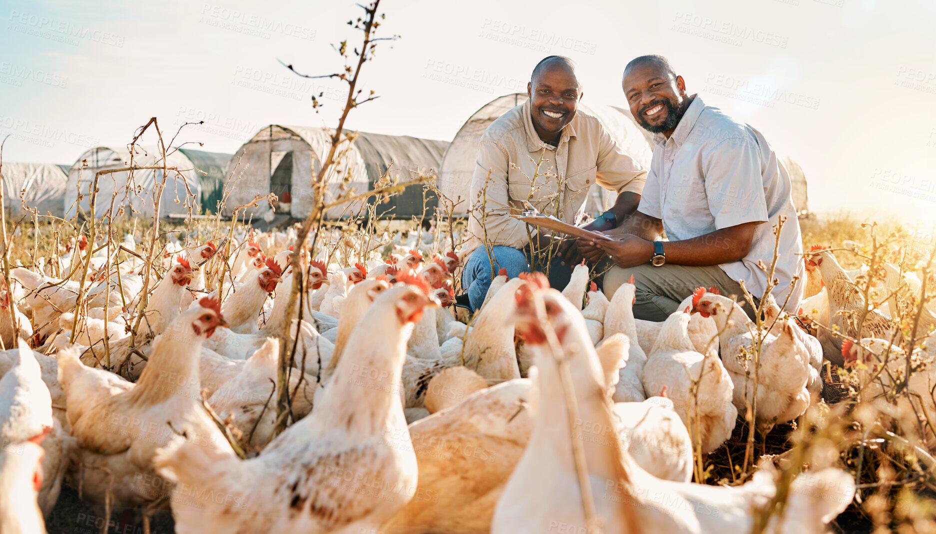 Buy stock photo People, farmer checklist and chicken in agriculture,  sustainability or eco friendly, free range and teamwork portrait. Happy, african men or small business owner with animals, clipboard and outdoor