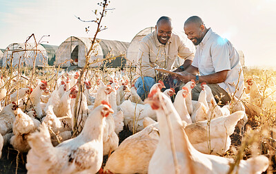 Buy stock photo People, agriculture checklist and chicken in sustainability farming, eco friendly or free range industry management. Happy african men with animals health, clipboard and veterinary inspection outdoor