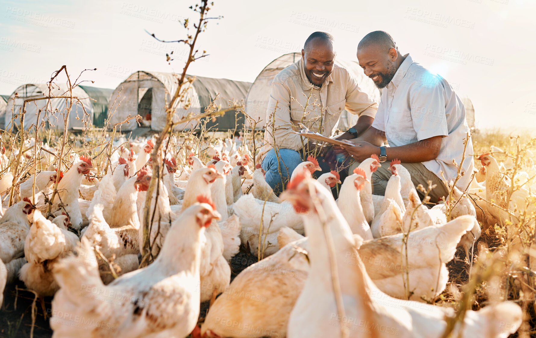 Buy stock photo People, agriculture checklist and chicken in sustainability farming, eco friendly or free range industry management. Happy african men with animals health, clipboard and veterinary inspection outdoor