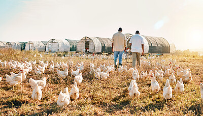 Buy stock photo Black people, back and walking on farm with animals, chicken or live stock in agriculture together. Rear view of men working in farming, sustainability and growth for supply chain in the countryside