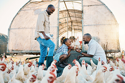Buy stock photo Black family, chicken farm and excited in countryside with sustainability, agriculture help and kid. Gay parents, farming and child together with parent love and support with rooster and animal stock