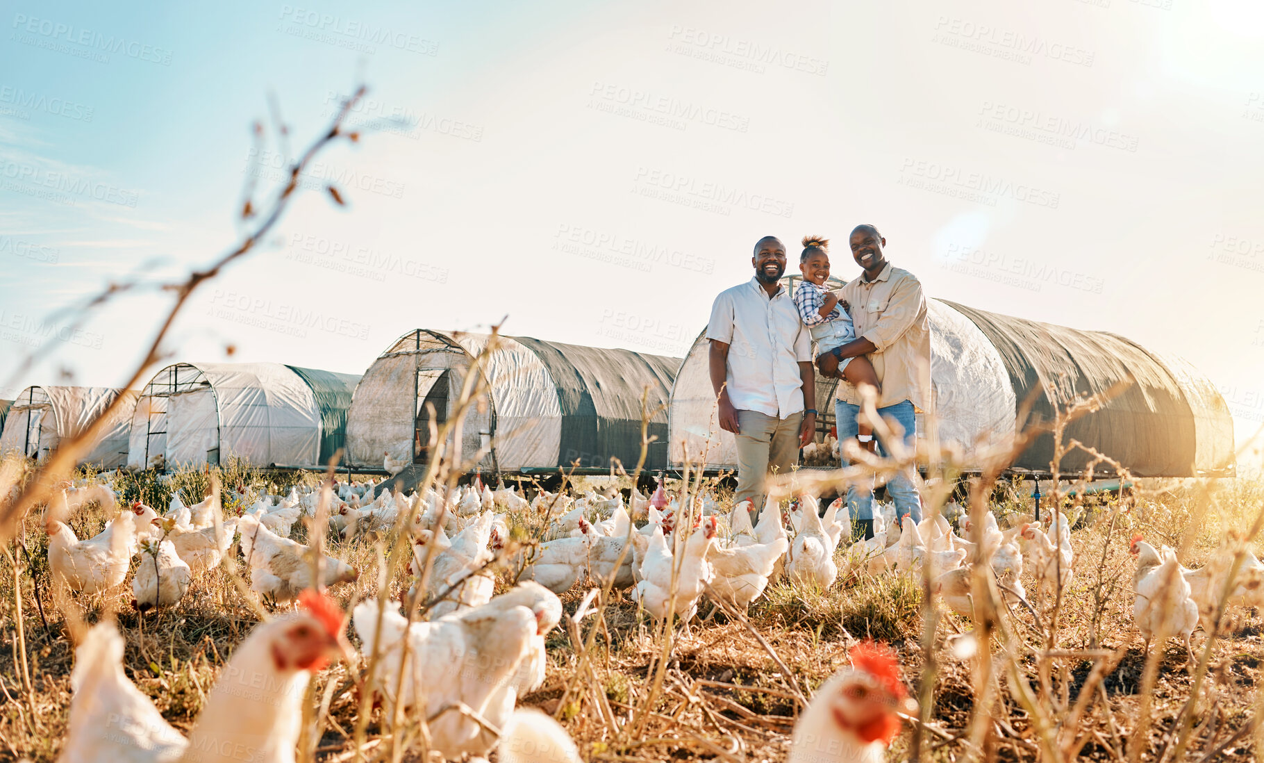 Buy stock photo Portrait, gay couple and chicken with black family on farm for agriculture, environment and bonding. Relax, happy and love with men and child farmer on countryside field for eggs, care and animals