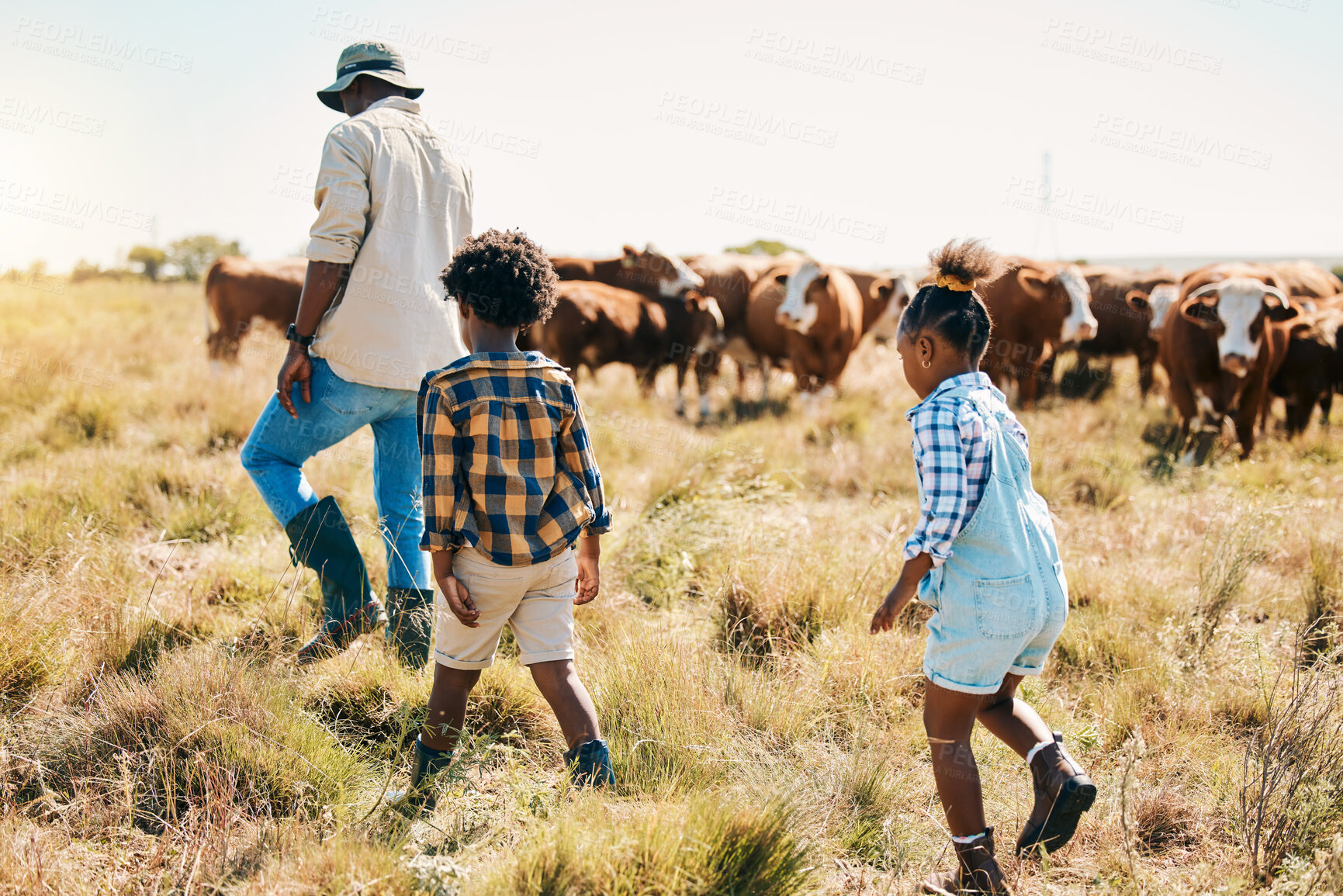 Buy stock photo Cows, kids or father walking on farm agriculture for livestock, sustainability or agro business in countryside. Children, black family or African farmer farming cattle herd or animals on grass field